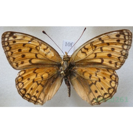 Argynnis niobe (Linnaeus, 1758) Dostojka niobe Kirgistan10f